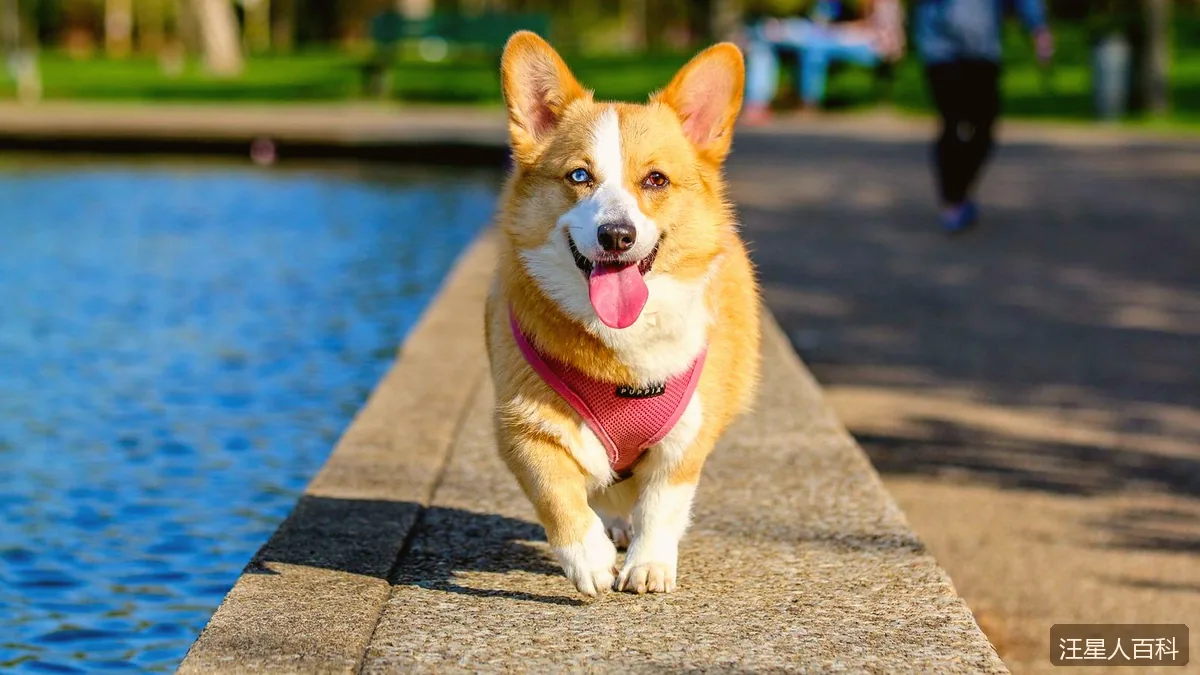 金毛寻回犬到底适不适合新手养？性格、开销与训练难度一次说清