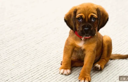 柯基犬为什么这么圈粉？小短腿背后你要知道的5个养护真相