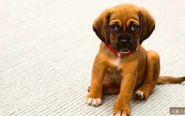 柯基犬为什么这么圈粉？小短腿背后你要知道的5个养护真相