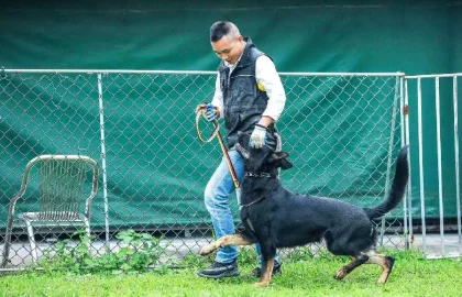狗狗训犬配图10