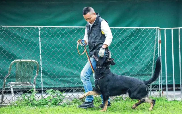 狗狗训犬配图10