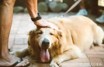 狗狗训犬配图4