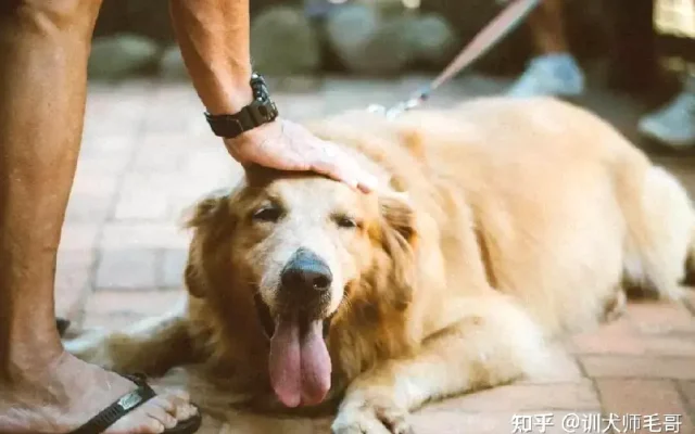 狗狗训犬配图4