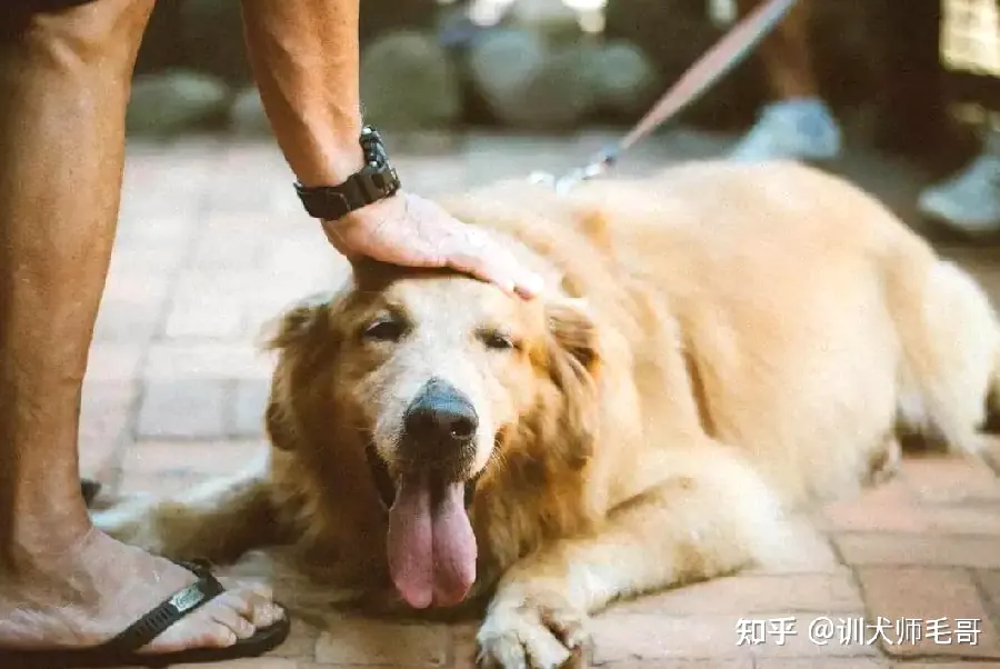 训练狗狗注意力：让它“看你看我”示例图