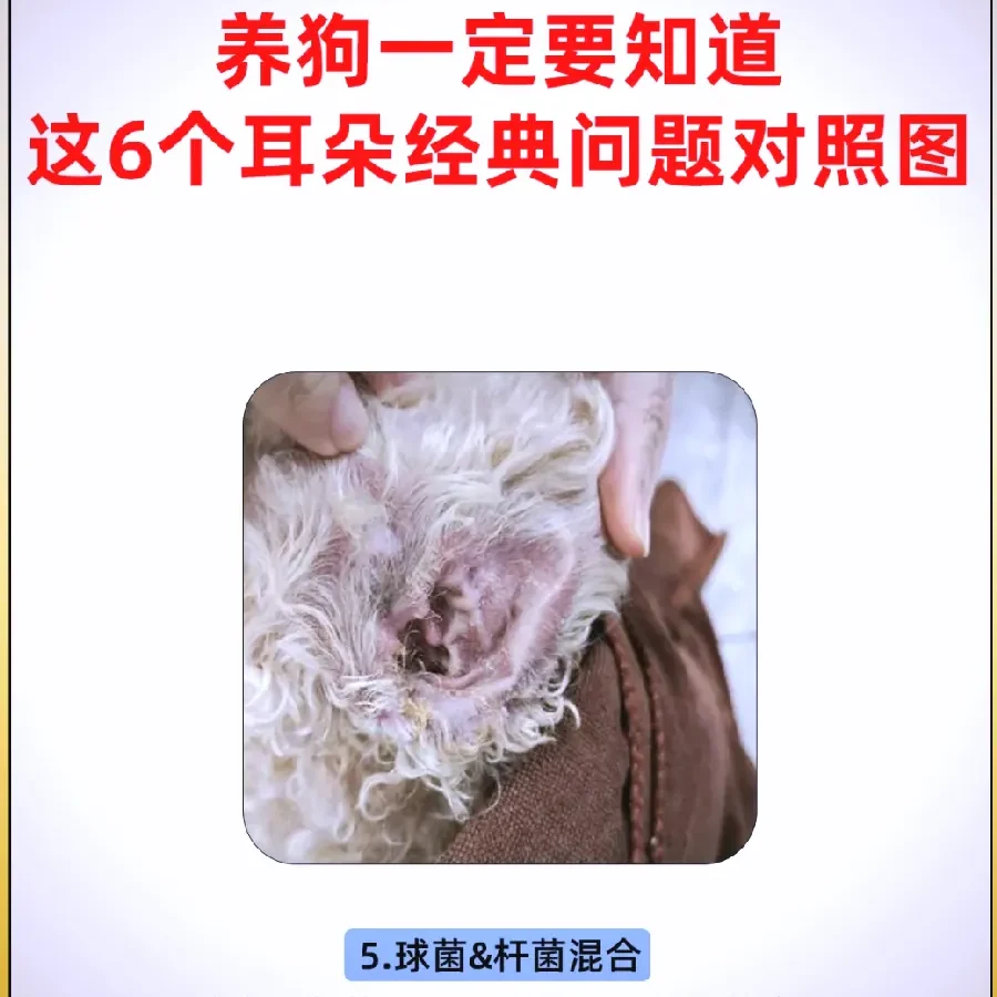 狗狗养狗答疑配图7