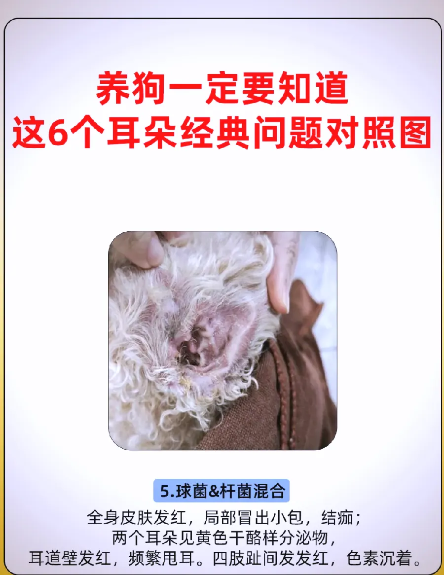 狗狗多久洗一次澡？洗澡频率与误区示例图
