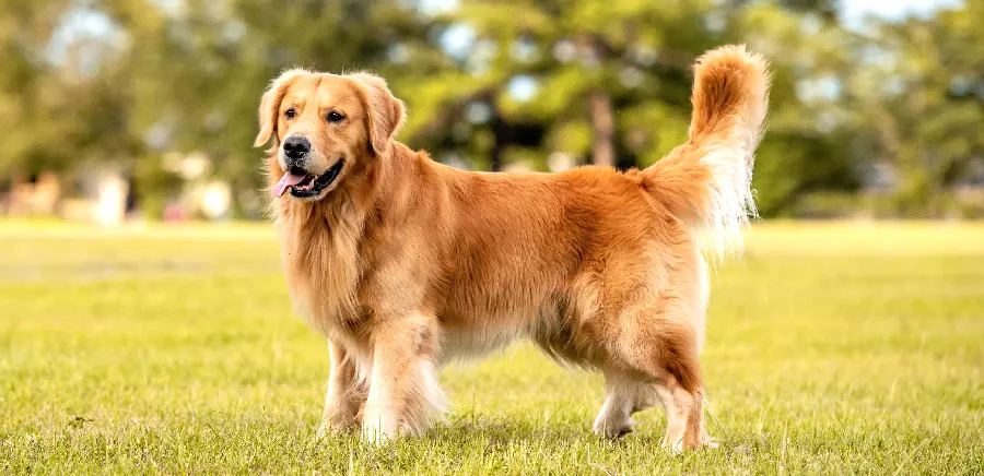 巴哥犬怎么养？皱皱脸的温柔陪伴示意图