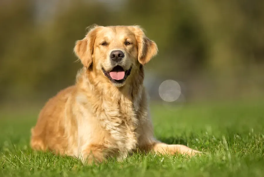巴哥犬怎么养？皱皱脸的温柔陪伴示例图