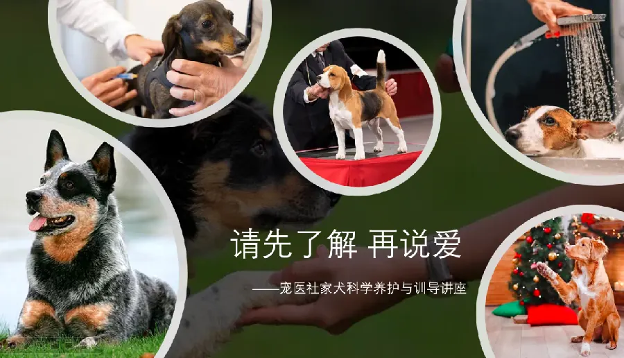 狗狗玩具怎么选？耐咬与互动玩具指南示意图