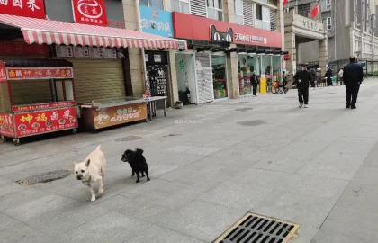 狗狗养狗答疑配图10