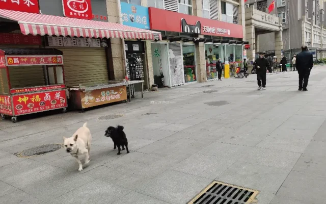 狗狗养狗答疑配图10