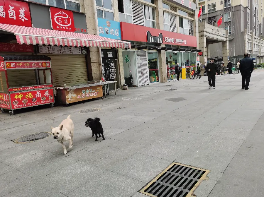 狗狗养狗答疑配图10