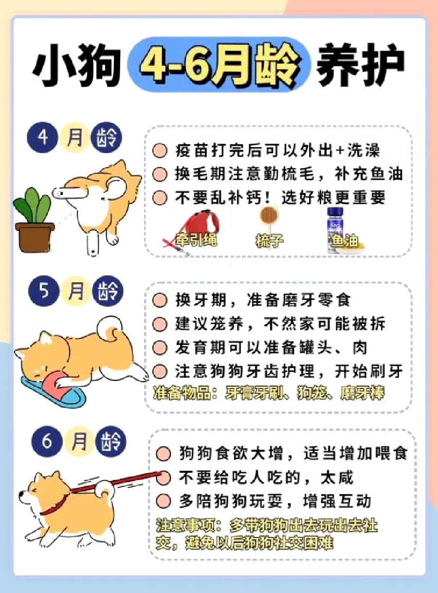 狗狗怕鞭炮怎么办？年节噪音安抚示意图