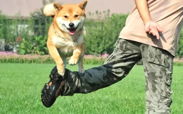 狗狗训犬配图5