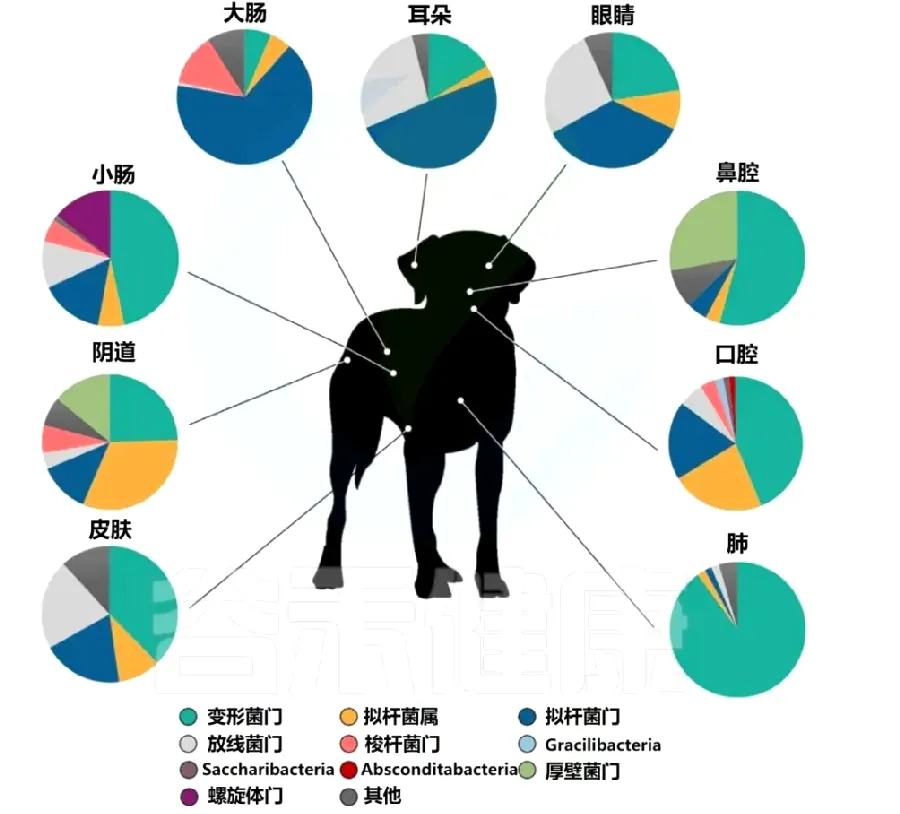 狗狗为什么总跟着你进厕所？示例图