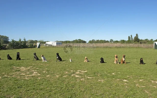 狗狗训犬配图11