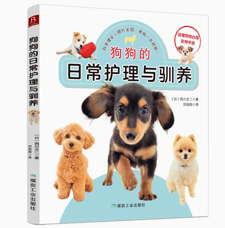 夏天遛狗小心烫爪：路面温度与脚掌保护示意图