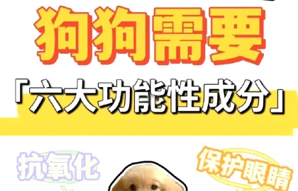 狗狗狗狗健康配图4