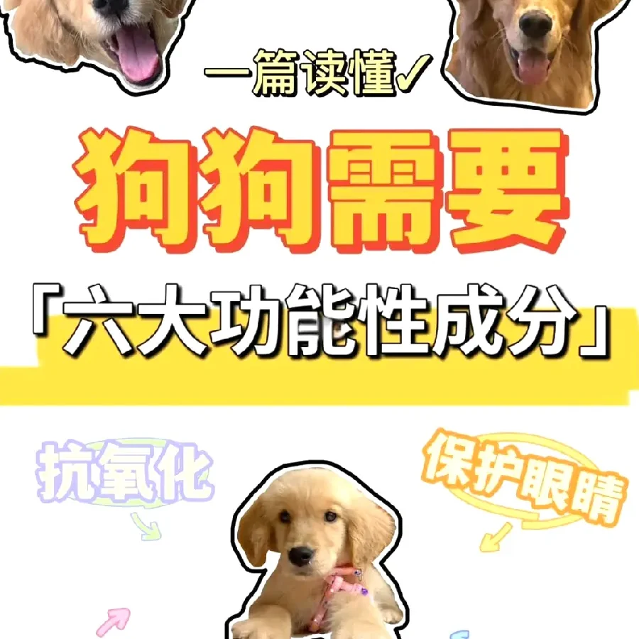 狗狗狗狗健康配图4