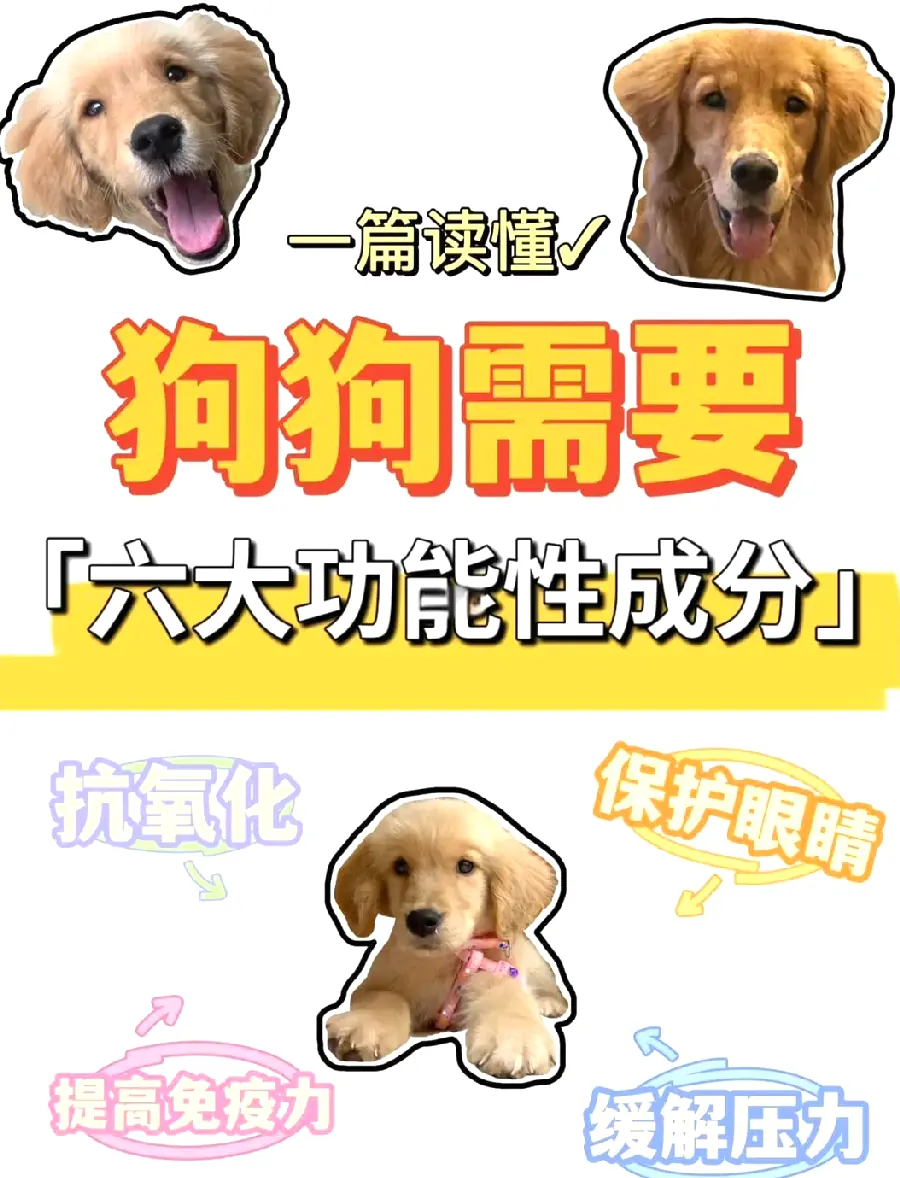 狗狗皮肤干燥起皮怎么办？示例图