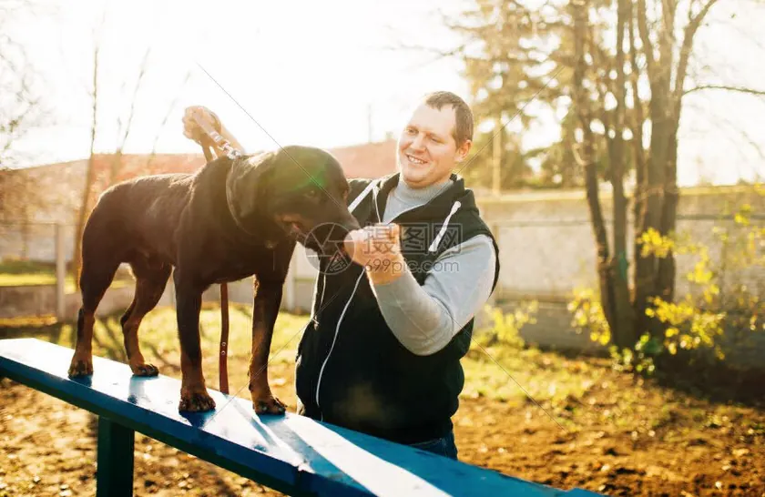 狗狗训犬配图13