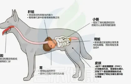 狗狗狗狗健康配图7