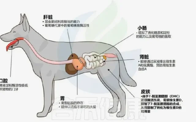 狗狗狗狗健康配图7