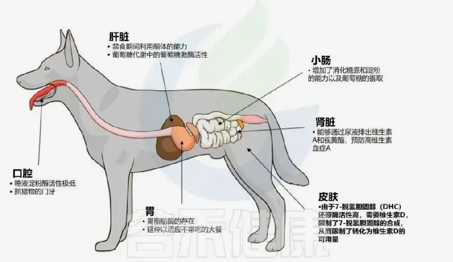 狗狗狗狗健康配图7