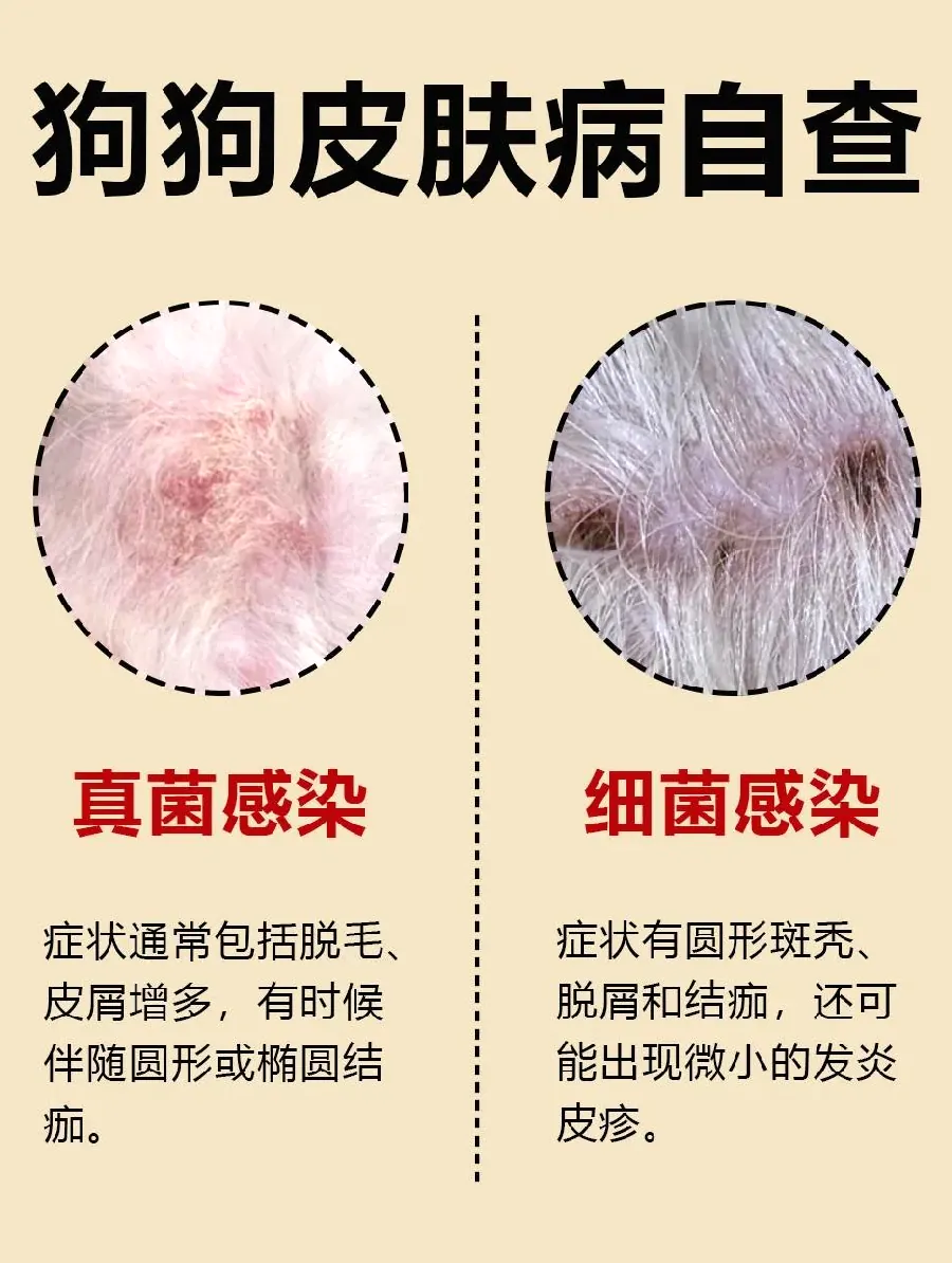 狗狗多久洗一次澡？洗澡频率与误区示意图
