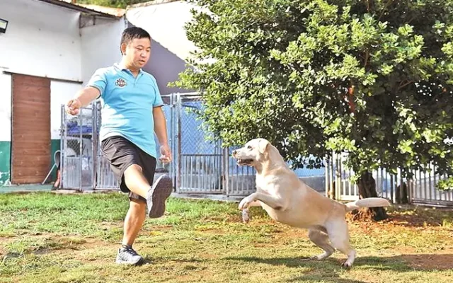 狗狗训犬配图2