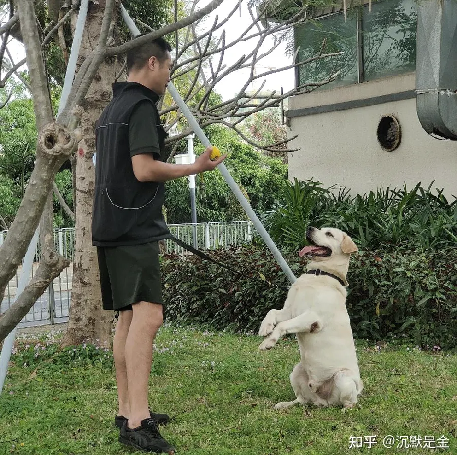 训练狗狗趴下：安定与服从的基础示例图