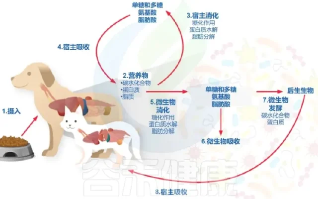 狗狗狗狗健康配图2