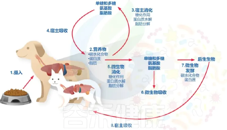 狗狗狗狗健康配图2