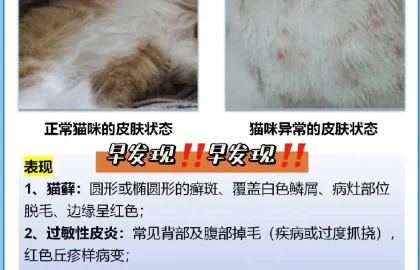 狗狗养狗答疑配图13
