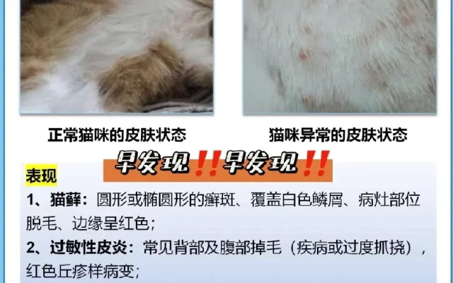 狗狗养狗答疑配图13