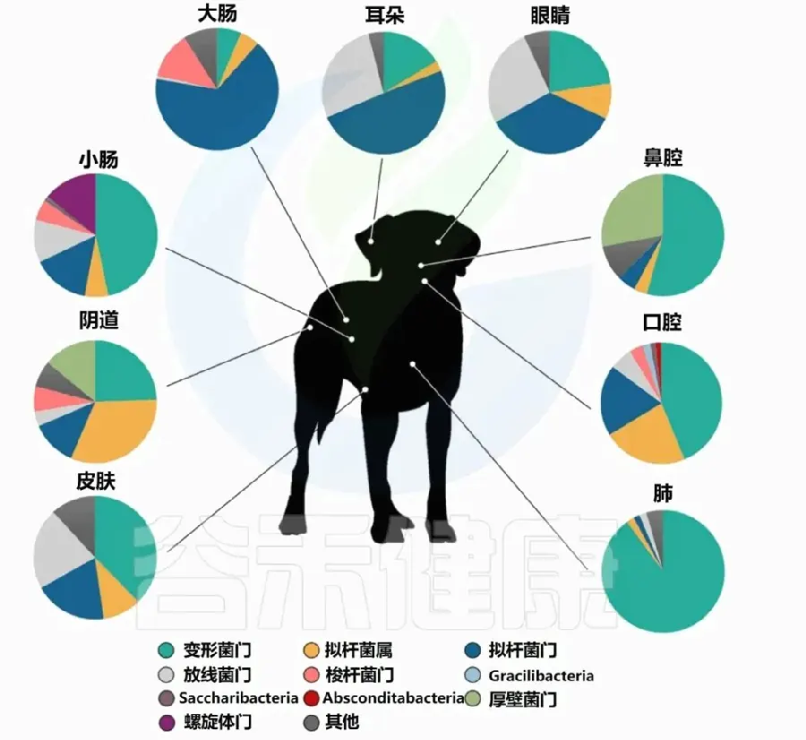 狗狗牙齿变黄怎么清洁？洁牙方法与误区示例图