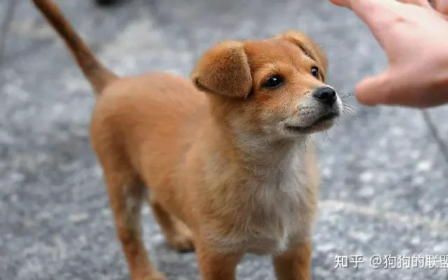 狗狗养狗答疑配图11