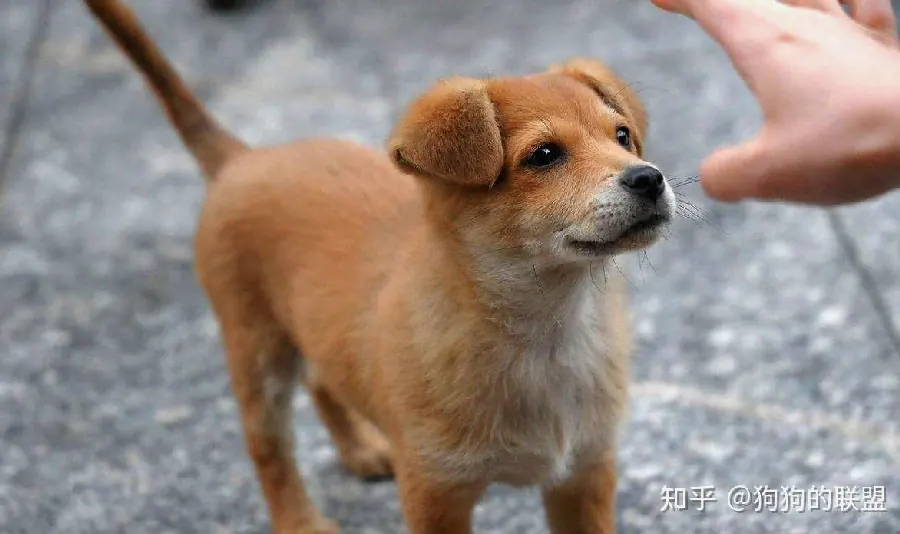 狗狗打呼噜正常吗？睡眠呼吸的学问示意图