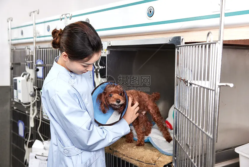 狗狗玩具怎么选？耐咬与互动玩具指南示例图