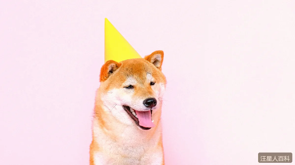 拉布拉多和金毛怎么选？两大热门犬种的全面对比