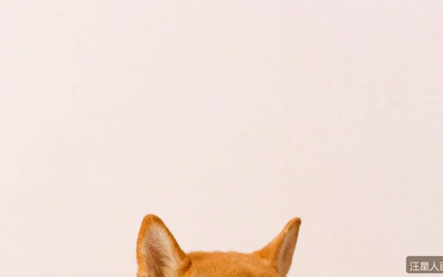 博美犬适合公寓养吗？体型小但脾气不小的养护真相