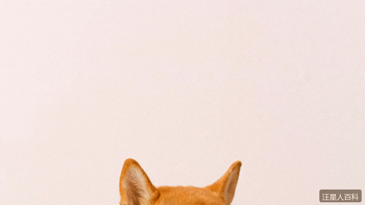 博美犬适合公寓养吗？体型小但脾气不小的养护真相