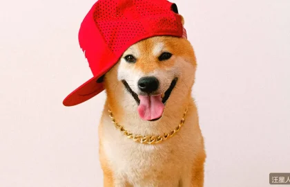 比熊犬美容开销大吗？白色卷毛的日常打理全攻略