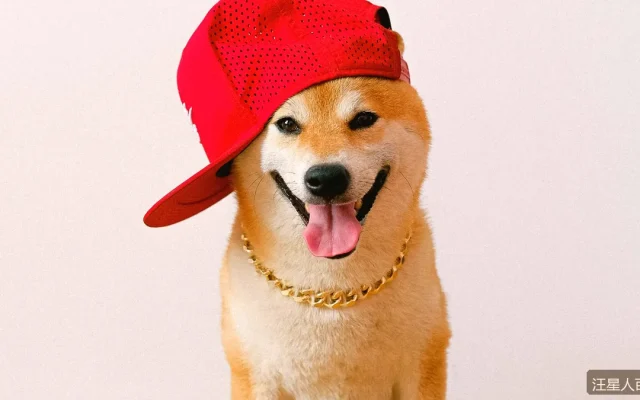 比熊犬美容开销大吗？白色卷毛的日常打理全攻略