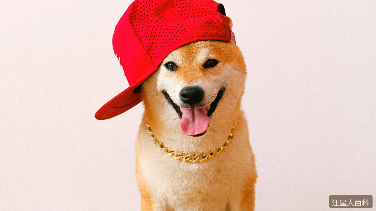 比熊犬美容开销大吗？白色卷毛的日常打理全攻略