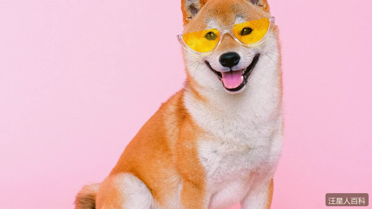 幼犬断奶到三个月喂养
