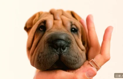 老年犬吃什么？7岁以上狗狗的饮食调整清单