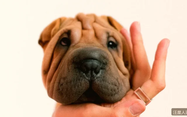 老年犬吃什么？7岁以上狗狗的饮食调整清单
