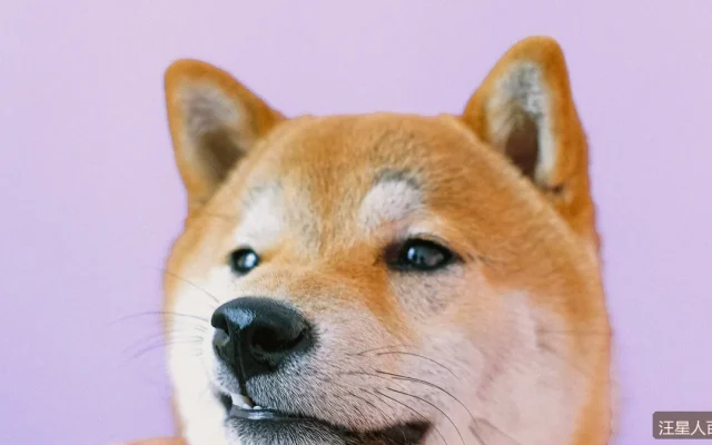 狗粮品牌测评：国产粮和进口粮差距在哪？