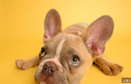 犬瘟热早期症状识别：这些信号别忽视